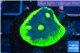 Echinophyllia ufo 2-3 cm WYSIWYG acclimaté