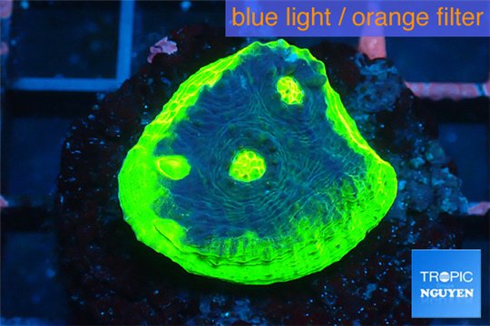Echinophyllia ufo 2-3 cm WYSIWYG acclimaté