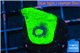 Echinophyllia green 2-3 cm WYSIWYG acclimaté