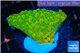 Montipora kung pao 2-4 cm WYSIWYG acclimaté