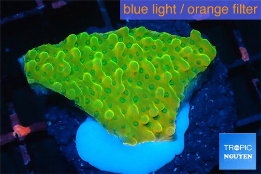 Montipora kung pao 2-4 cm WYSIWYG acclimaté