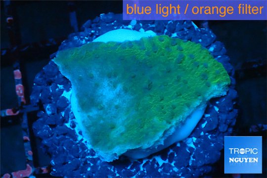 Montipora purple blue polyps 2-3 cm WYSIWYG acclimaté