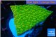 Montipora kung pao 3-4 cm WYSIWYG acclimaté