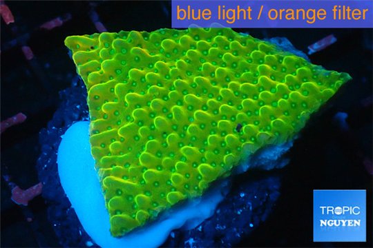 Montipora kung pao 3-4 cm WYSIWYG acclimaté