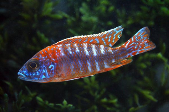 Aulonacara sp. red rubin (mâle) 8-10 cm