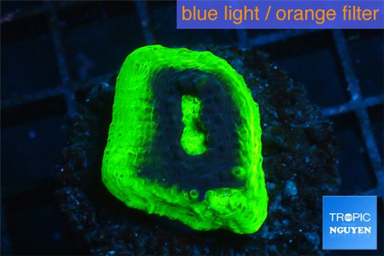 Echinophyllia ufo 2-3 cm WYSIWYG acclimaté