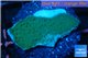Montipora purple blue polyps 2-3 cm WYSIWYG acclimaté