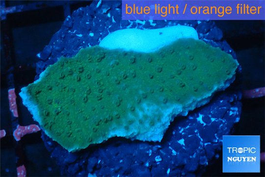 Montipora purple blue polyps 2-3 cm WYSIWYG acclimaté