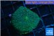 Ricordea yuma green lizard 1 polyp WYSIWYG acclimaté