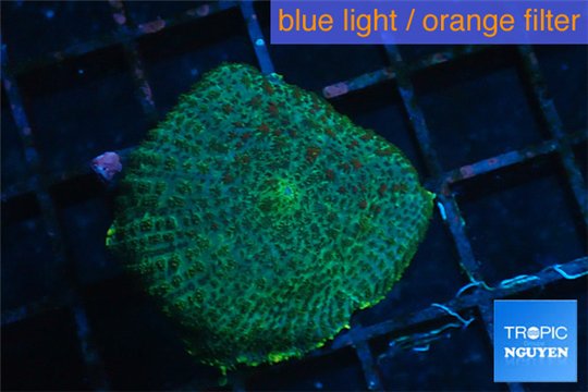 Ricordea yuma green lizard 1 polyp WYSIWYG acclimaté
