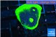 Echinophyllia ufo 2-3 cm WYSIWYG acclimaté