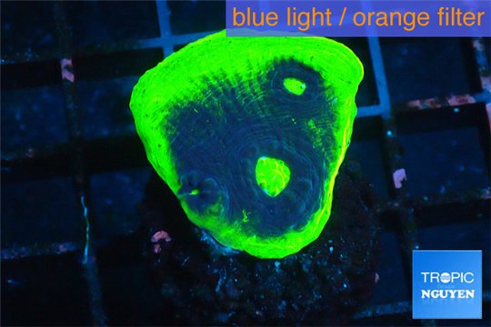 Echinophyllia ufo 2-3 cm WYSIWYG acclimaté