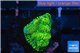 Platygyra joker green 2-3 cm WYSIWYG acclimaté