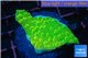 Montipora kung pao 2-3 cm WYSIWYG acclimaté