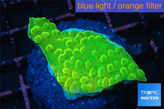 Montipora kung pao 2-3 cm WYSIWYG acclimaté