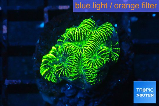 Platygyra joker green 2-3 cm WYSIWYG acclimaté