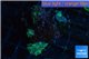Discosoma green small polyps 2-4 polyps WYSIWYG acclimaté