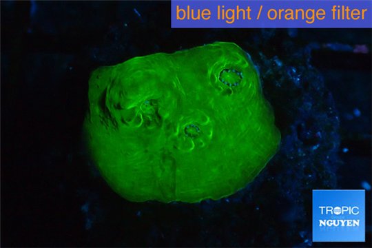 Echinophyllia green 2-3 cm WYSIWYG acclimaté