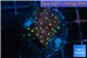 Leptastrea red & yellow polyps 3-4 cm WYSIWYG acclimaté