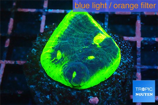 Echinophyllia ufo 2-3 cm WYSIWYG acclimaté