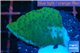 Montipora purple blue polyps 2-3 cm WYSIWYG acclimaté