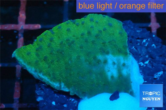 Montipora purple blue polyps 2-3 cm WYSIWYG acclimaté