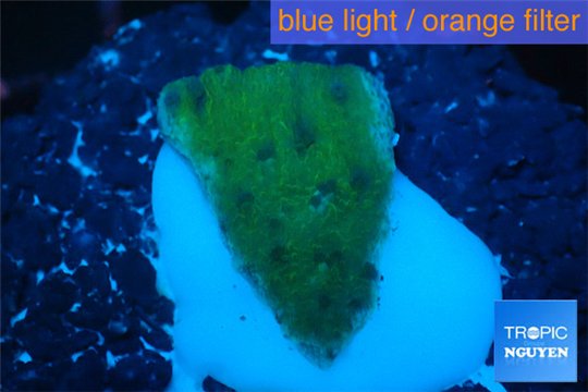 Montipora purple blue polyps 1-2 cm WYSIWYG acclimaté