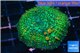 Rhodactis bulls green orange 5-7 cm WYSIWYG acclimaté