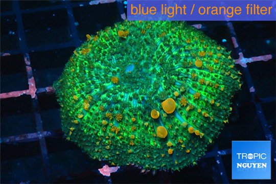 Rhodactis bulls green orange 5-7 cm WYSIWYG acclimaté