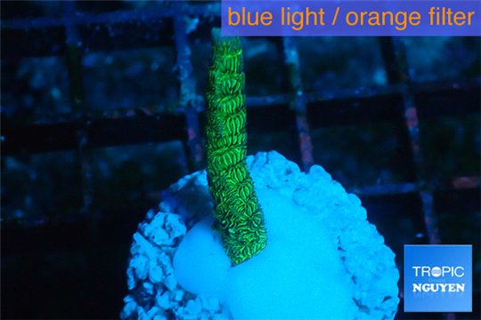 Montipora red fire forest 2-3 cm WYSIWYG acclimaté