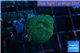 Rhodactis green blue Tonga 1 polyp WYSIWYG acclimaté