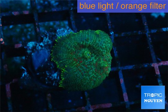 Rhodactis green blue Tonga 1 polyp WYSIWYG acclimaté