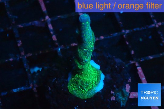 Montipora digitata 2-4 cm WYSIWYG acclimaté