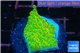Montipora kung pao 2-4 cm WYSIWYG acclimaté