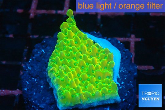 Montipora kung pao 2-4 cm WYSIWYG acclimaté