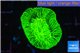 Trachyphyllia neon green 3-5 cm WYSIWYG acclimaté