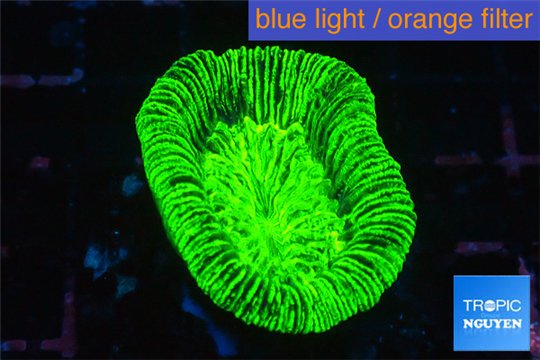 Trachyphyllia neon green 3-5 cm WYSIWYG acclimaté