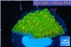 Montipora kung pao 2-4 cm WYSIWYG acclimaté
