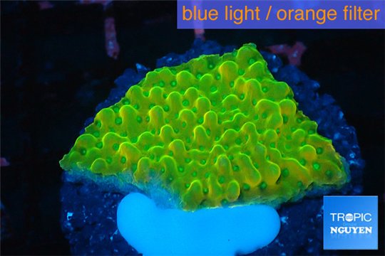 Montipora kung pao 2-4 cm WYSIWYG acclimaté
