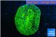 Trachyphyllia neon green 3-5 cm WYSIWYG acclimaté