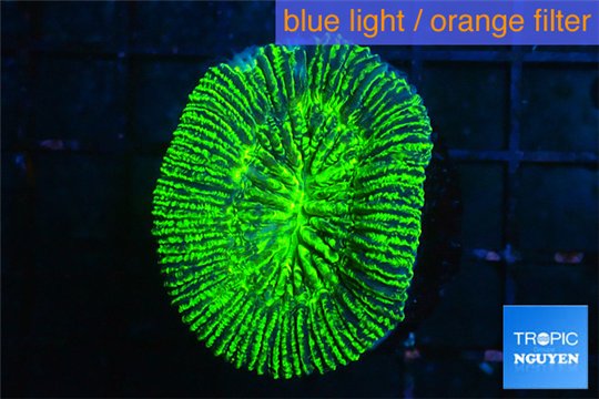 Trachyphyllia neon green 3-5 cm WYSIWYG acclimaté