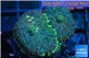 Rhodactis green blue & golden tips 2-3 polyps WYSIWYG acclimaté