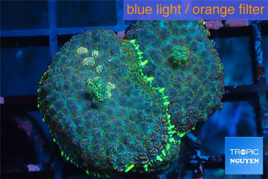 Rhodactis green blue & golden tips 2-3 polyps WYSIWYG acclimaté