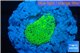 Ricordea floridae green 1 polyp WYSIWYG acclimaté
