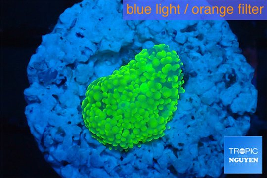 Ricordea floridae green 1 polyp WYSIWYG acclimaté