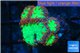 Blastomussa wellsi red green 5 polyps WYSIWYG acclimaté