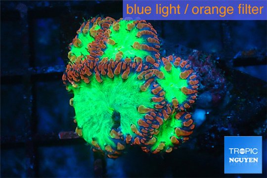 Blastomussa wellsi red green 5 polyps WYSIWYG acclimaté