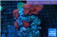 Discosoma red & cultured live rock 15-20 cm WYSIWYG acclimaté