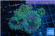 Ricordea yuma rainbow 5 polyps WYSIWYG acclimaté