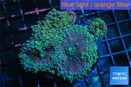 Ricordea yuma rainbow 5 polyps WYSIWYG acclimaté